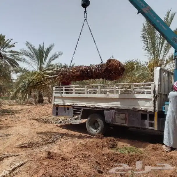 توريد أنواع النخيل 7