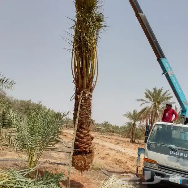 توريد أنواع النخيل 4