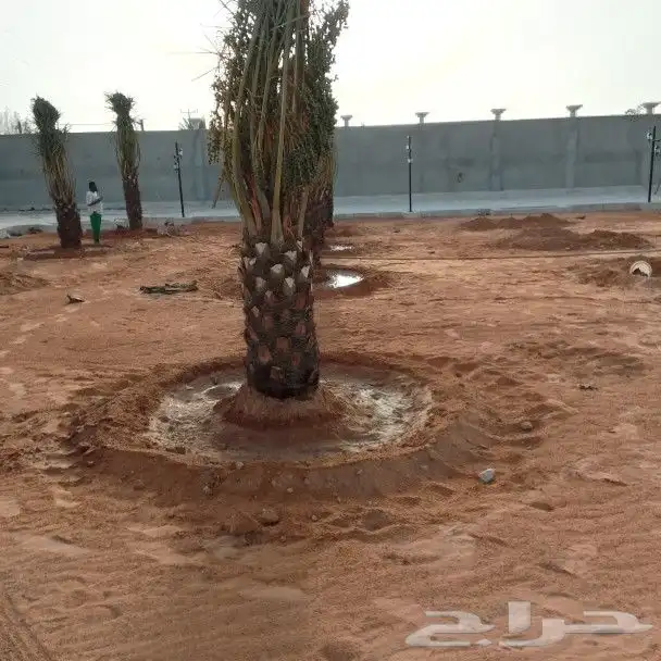توريد أنواع النخيل 3