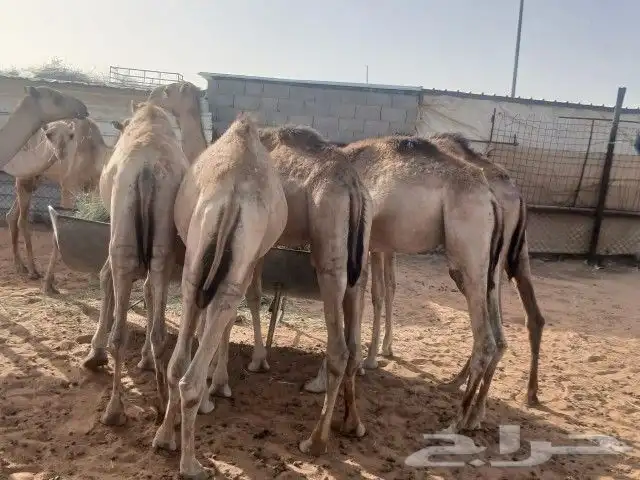 قعدان صومالي 0