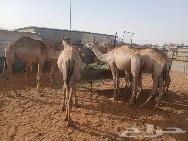 قعدان صومالي 1