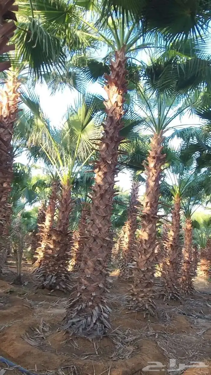توريد وزراعه النخيل الزينه والعربي وجميع أشالزينه والمثمره 1
