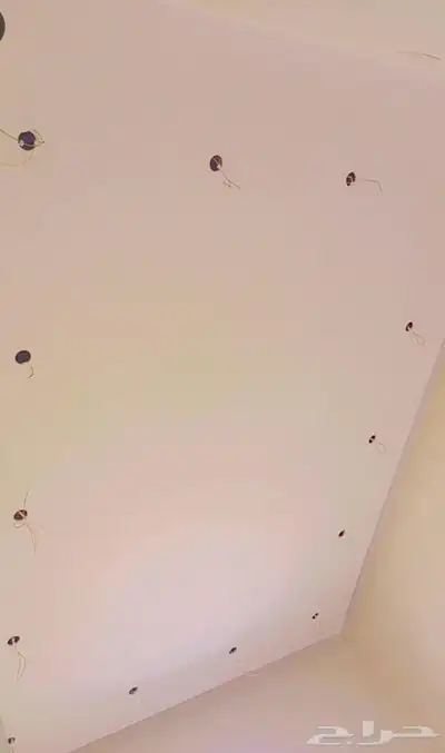 شغل بؤيا جديد في 2