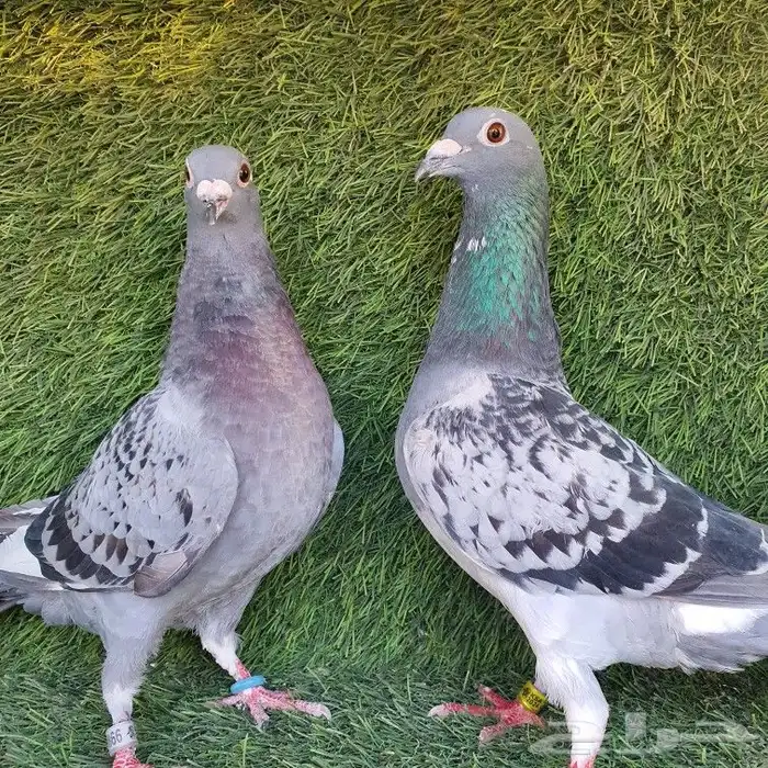 زاجل سباق (تم البيع ) 0