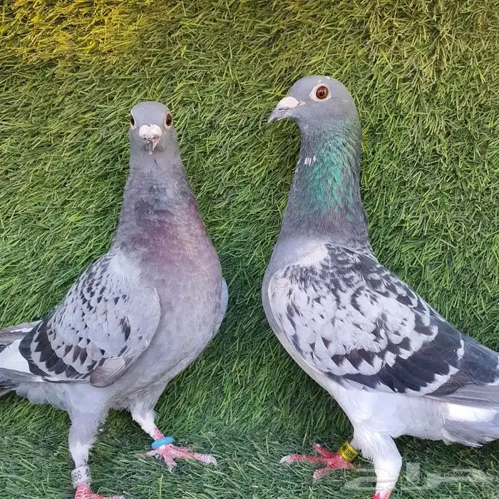 زاجل سباق (تم البيع ) 2