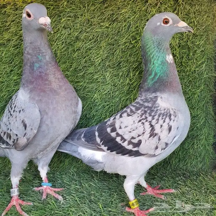 زاجل سباق (تم البيع ) 3