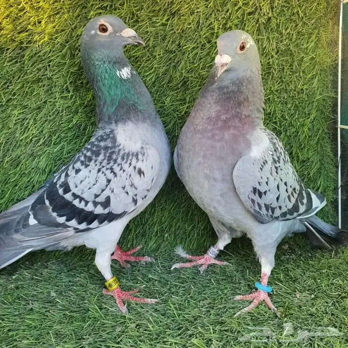 زاجل سباق (تم البيع ) 6