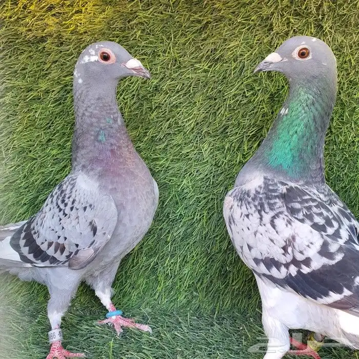 زاجل سباق (تم البيع ) 1