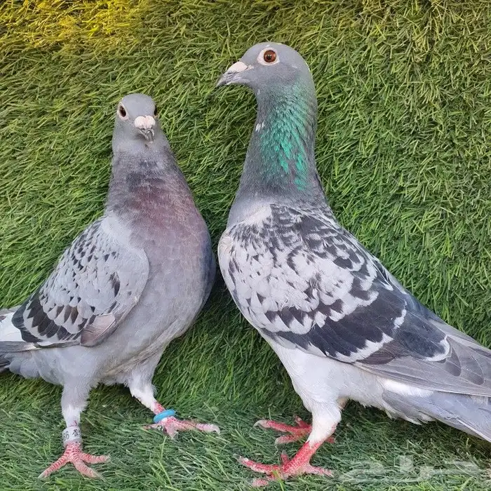 زاجل سباق (تم البيع ) 5