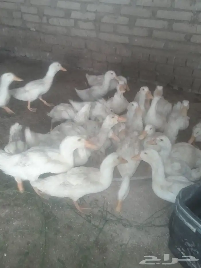 يوجد البط بكيني سوبر جامبو يوجد رومي صغير 0