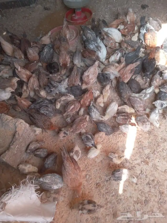 في صوص حول اربع ميه للبيع 3