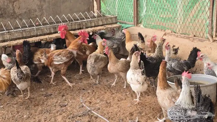 دجاج بياض شرط (منوت القناي) 2