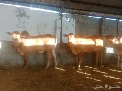 آحد رفيدة طريق لازمة خلف أسواق المفيد 0