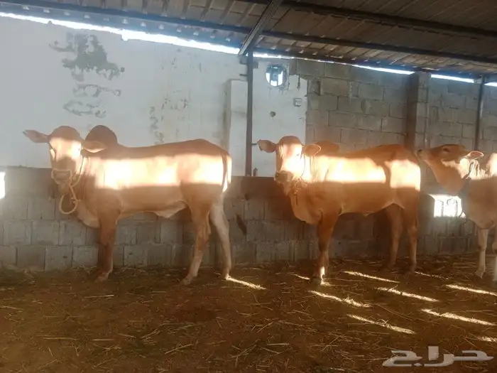 آحد رفيدة طريق لازمة خلف أسواق المفيد 0