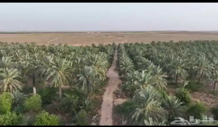 مشروع زراعي 6