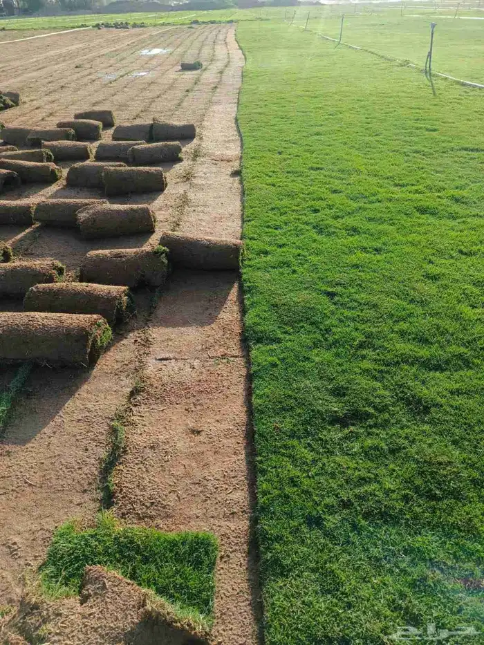 تنسيق حدائق الرياض 3