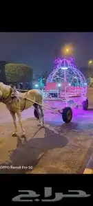 ايجار جمال رحايل وخيول وسياسي 9