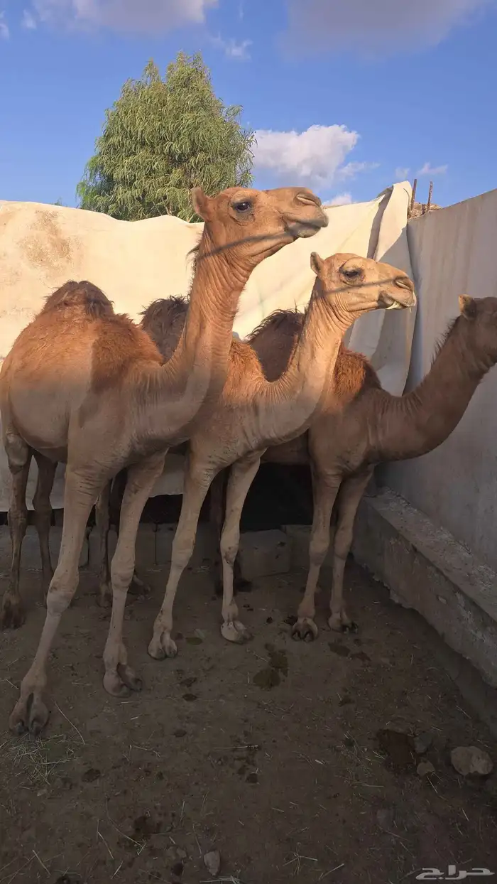 قعدان كفو توهامعزوله من امهاتها 3