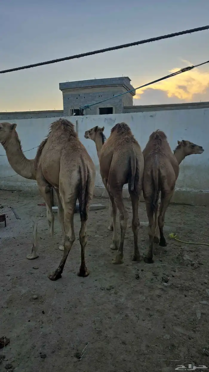 قعدان كفو توهامعزوله من امهاتها 4