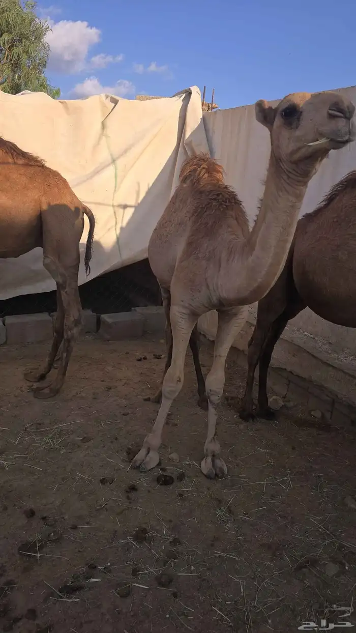 قعدان كفو توهامعزوله من امهاتها 2