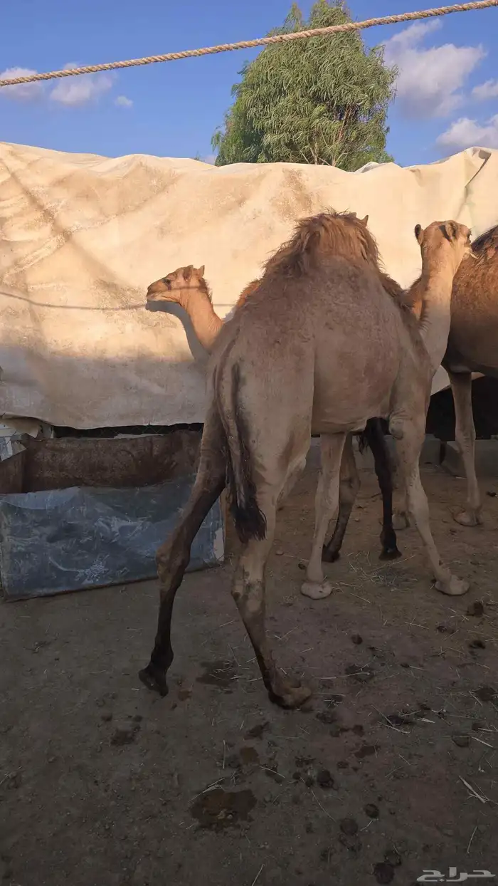 قعدان كفو توهامعزوله من امهاتها 1