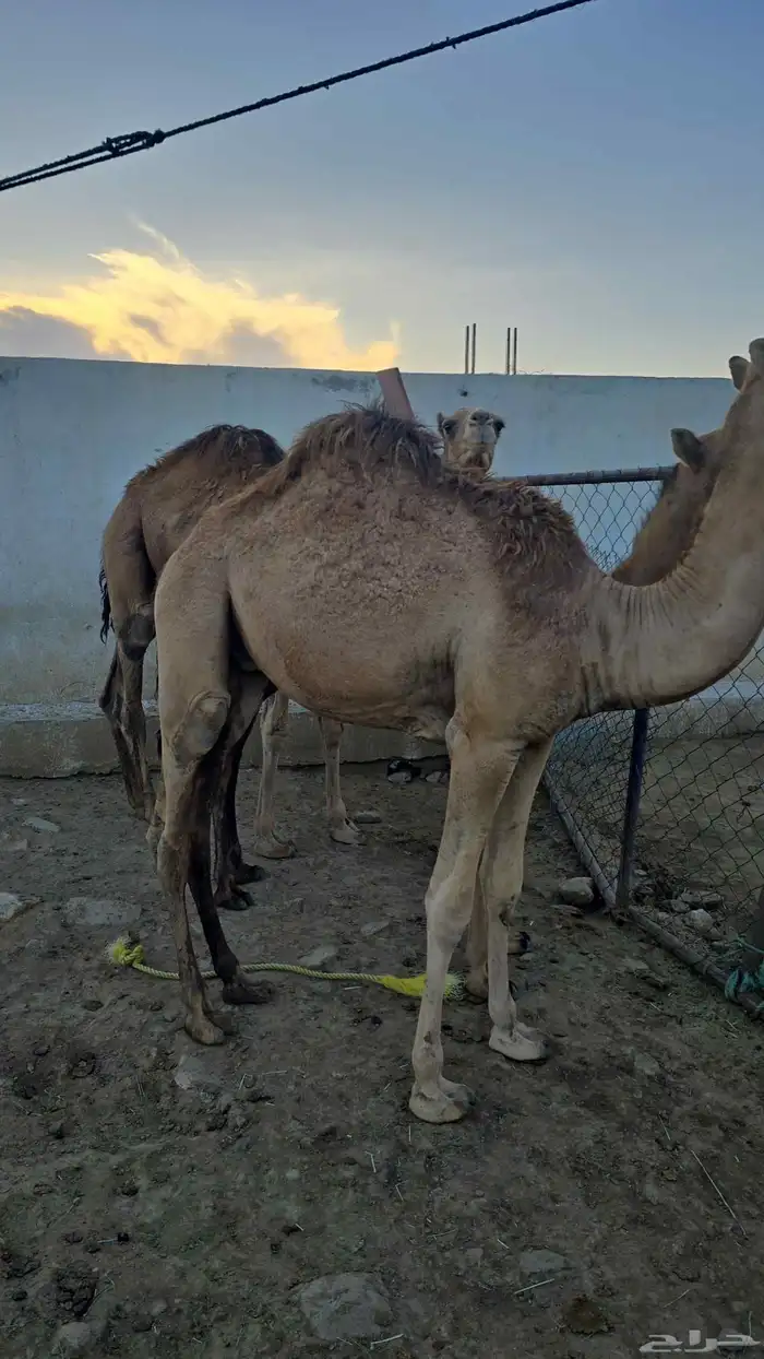 قعدان كفو توهامعزوله من امهاتها 5