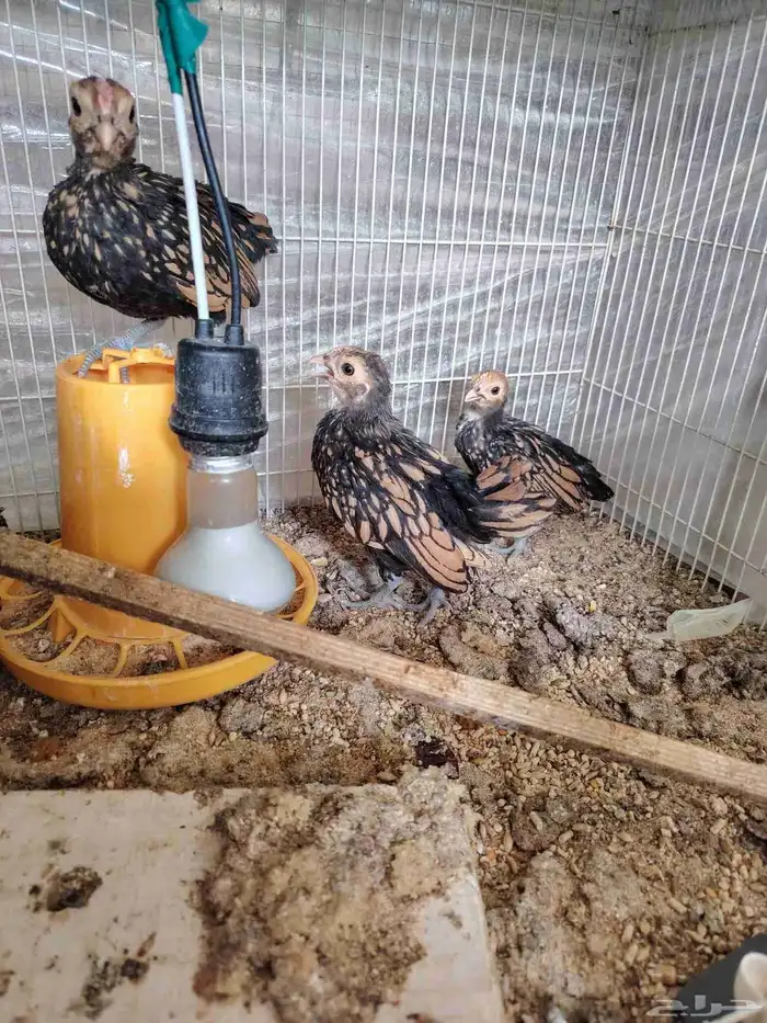 صوص سبرايت. تم البيع 1