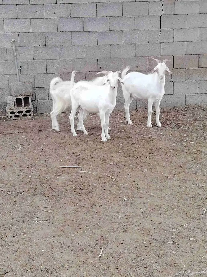 تيوس سانين للبيع 3