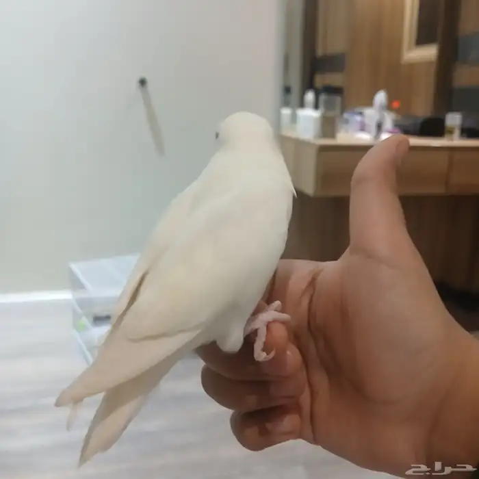ببغاء روز اليف وهدد وعيون حمر وهدد خارجي 2