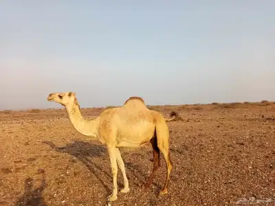 للبيع ناقتين جنب 0