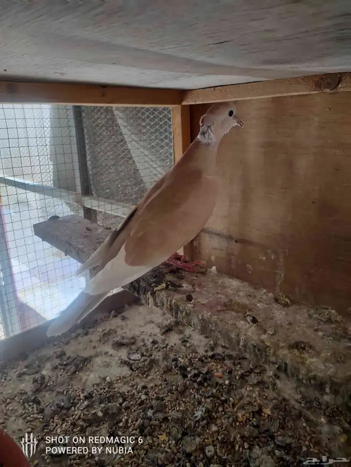 السلام عليكم اعرض لكم جوز هولندي مكينة انتاج م شاء الله 0