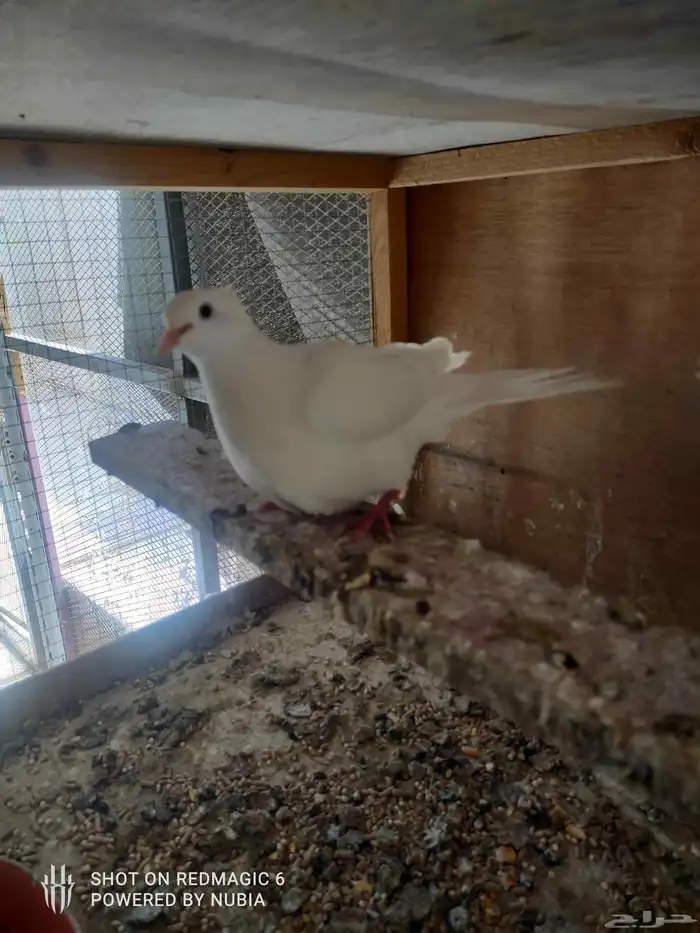 السلام عليكم اعرض لكم جوز هولندي مكينة انتاج م شاء الله 1