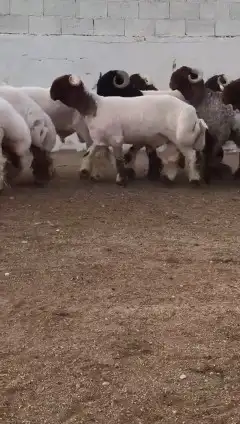 جدعان نعيمي صنف للبيع 0