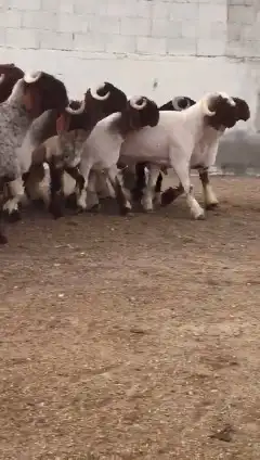 جدعان نعيمي صنف للبيع 7