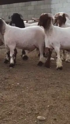 جدعان نعيمي صنف للبيع 4