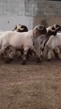 جدعان نعيمي صنف للبيع 6
