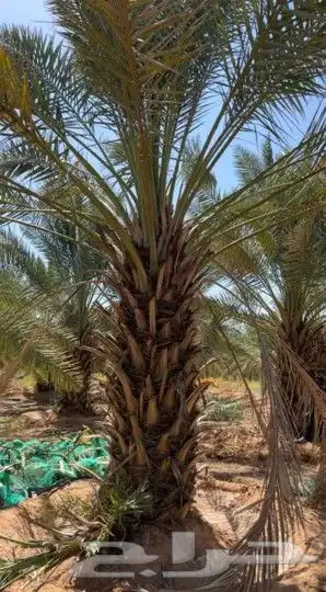 اسلام عليكم ورحمه الله وبركاته يتوفرلدين جثيث خلاص 0