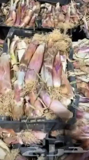 بصل حساوي حبه كبير 0