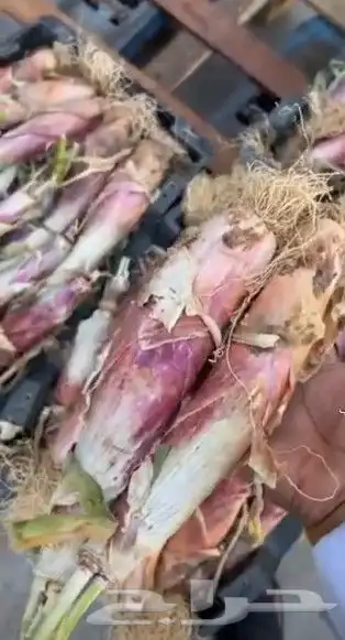 بصل حساوي حبه كبير 4