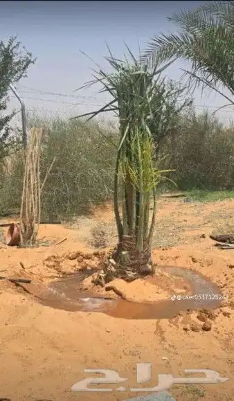 نخل للبيع سكري وخلاص ومشكلات 5