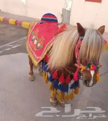 ايجار جمال رحايل وخيول وسياسي 8