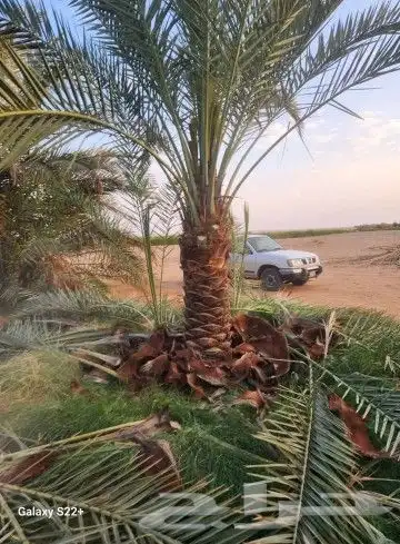 نخيل نقايل من نص متر إلى مترين وفروخ اخلاص باثمرته كميه كبي 1