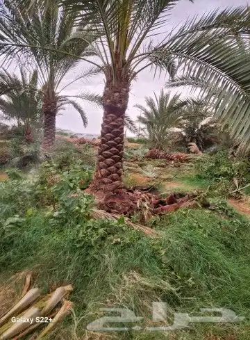 نخيل نقايل من نص متر إلى مترين وفروخ اخلاص باثمرته كميه كبي 3
