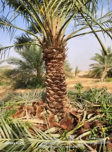 نخيل نقايل من نص متر إلى مترين وفروخ اخلاص باثمرته كميه كبي 2