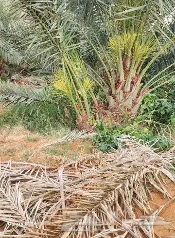 نخيل نقايل من نص متر إلى مترين وفروخ اخلاص باثمرته كميه كبي 6
