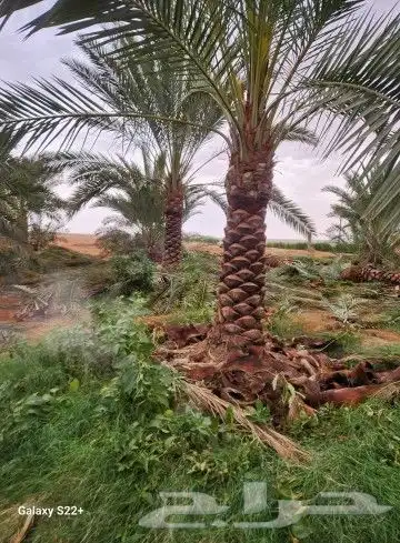 نخيل نقايل من نص متر إلى مترين وفروخ اخلاص باثمرته كميه كبي 4