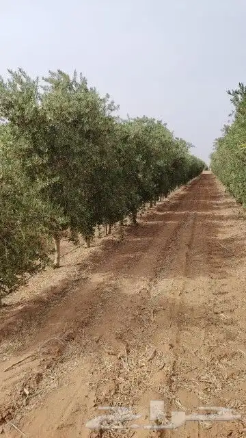 يوجد لدينا زيتون مثمر جميع الأحجام ويوجد وسط ويوجد شتلات كبي 3