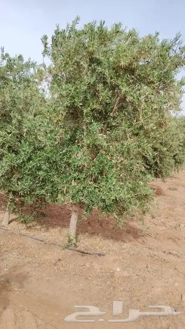 يوجد لدينا زيتون مثمر جميع الأحجام ويوجد وسط ويوجد شتلات كبي 5