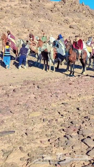 ايجار جمال رحايل وخيول وسياسي 3