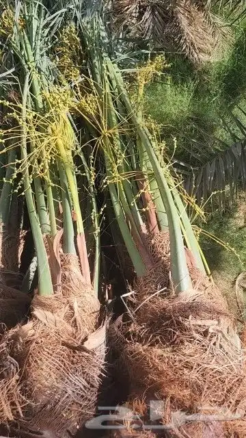 نخيل نقايل من نص متر إلى مترين وفروخ اخلاص باثمرته كميه كبي 5